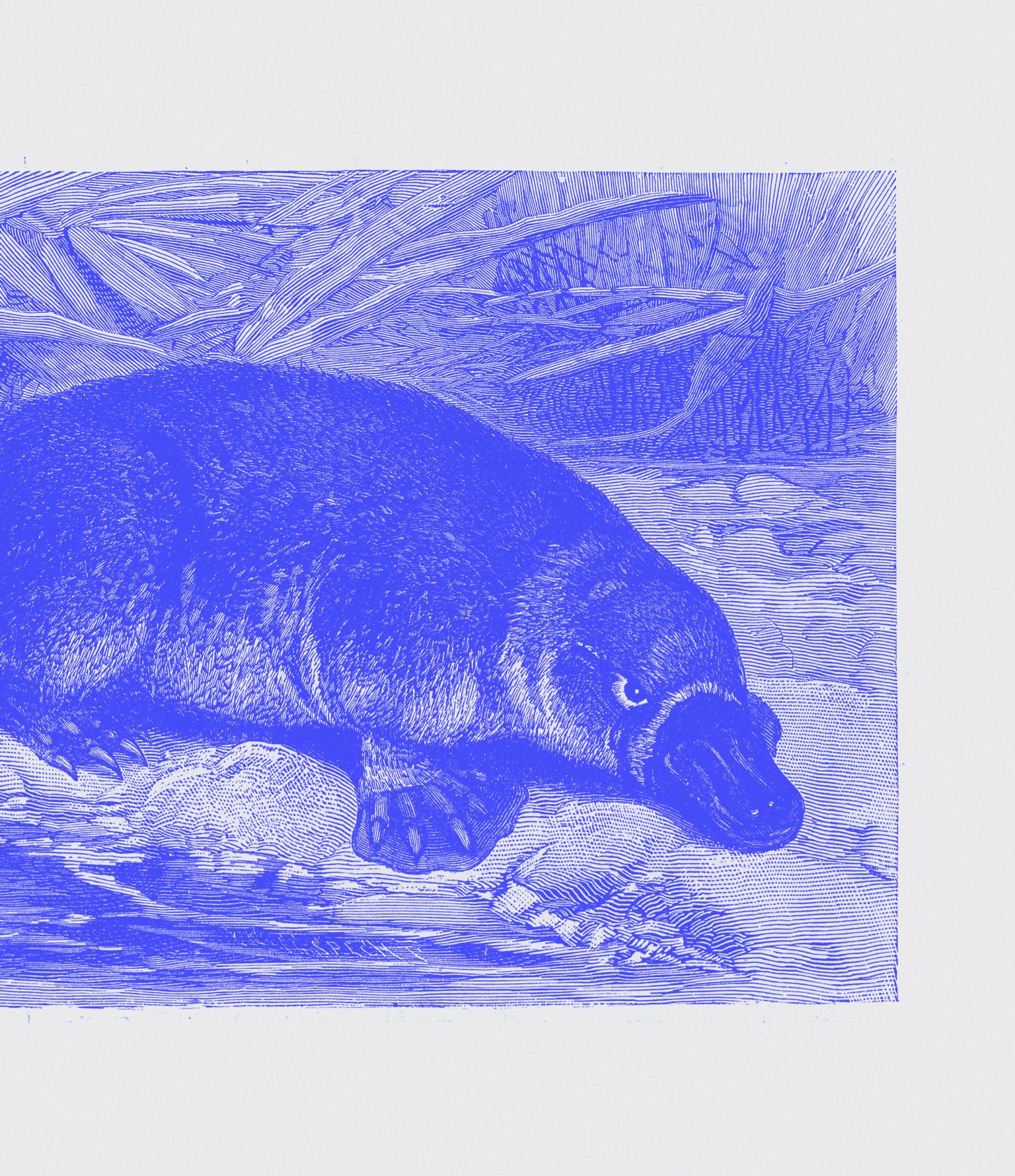 Why do some mammals lay eggs? Strange platypus study explains