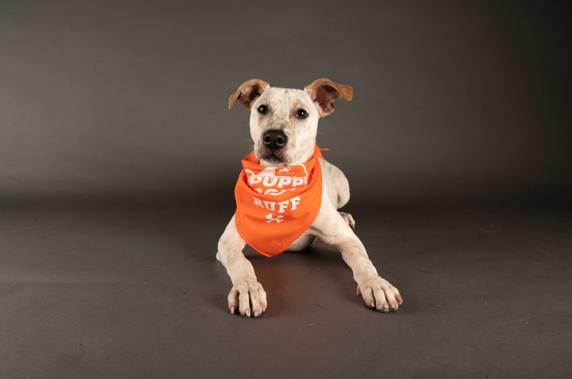 Rumor is playing for Team Ruff during the 2021 Puppy Bowl.