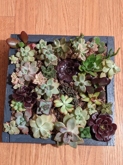 A box full of plants