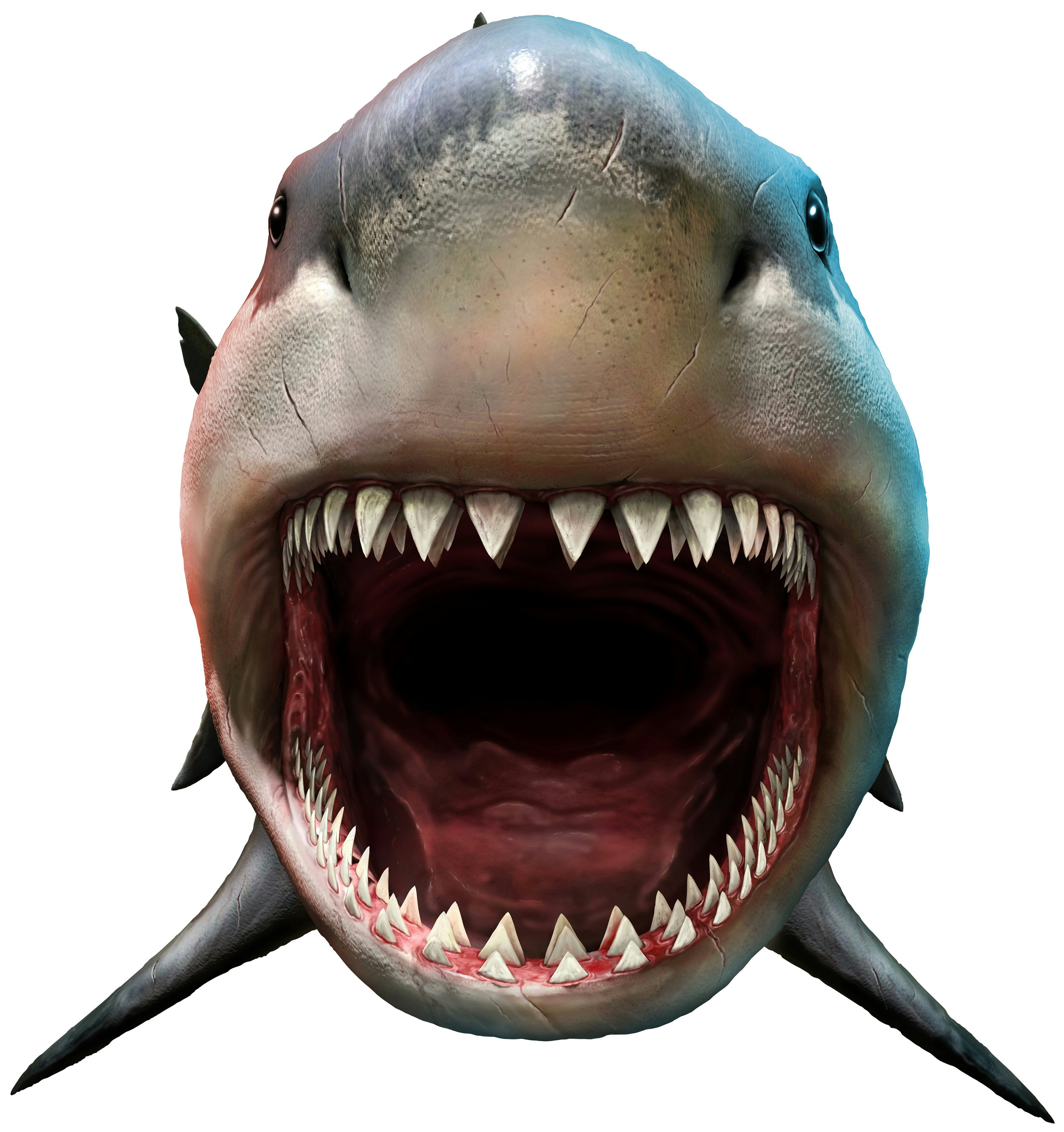 Megalodon: This ancient predator gave birth to babies the size of adult  humans