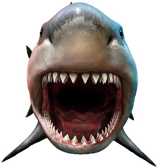 A giant Megalodon shark with teeth. 