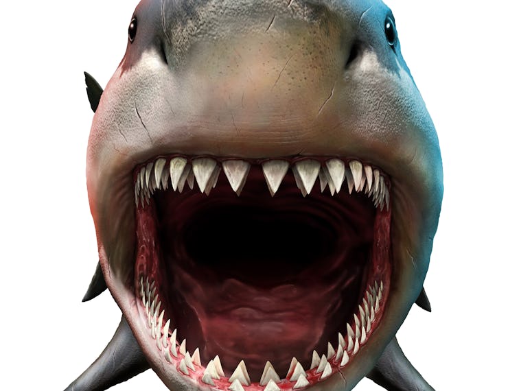 A giant Megalodon shark with teeth.