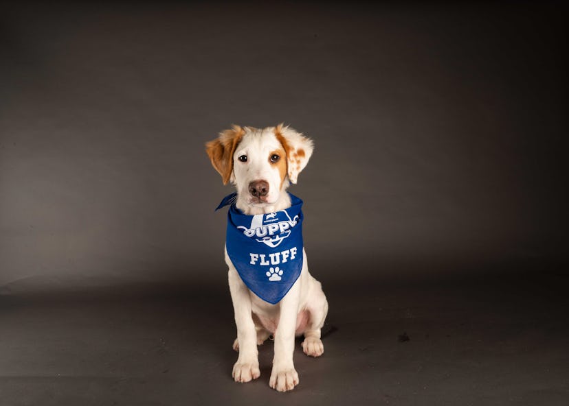 Aaron Pawdgers is playing for Team Fluff during the 2021 Puppy Bowl.