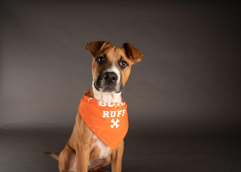 Paulie is playing for Team Ruff during the 2021 Puppy Bowl.