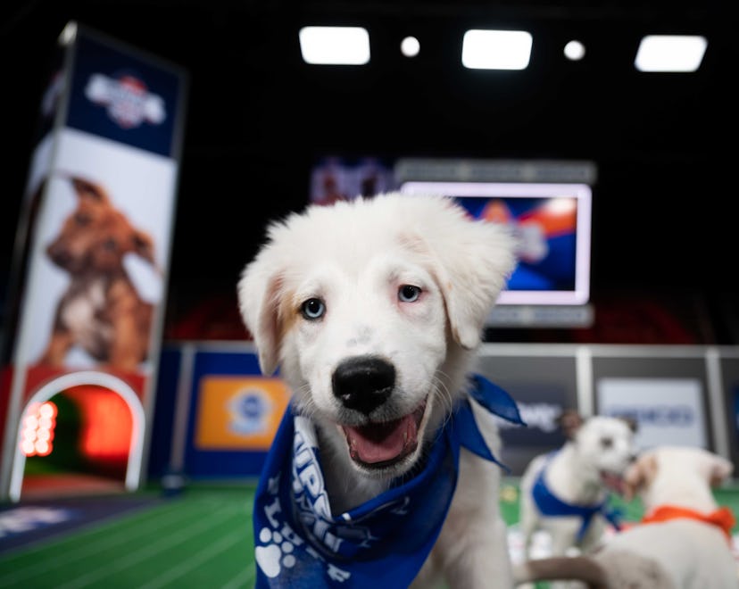 The Puppy Bowl will air on Discovery+ on Feb. 7.