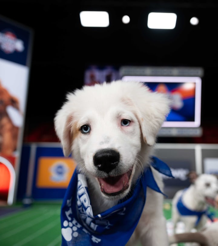 The Puppy Bowl will air on Discovery+ on Feb. 7.