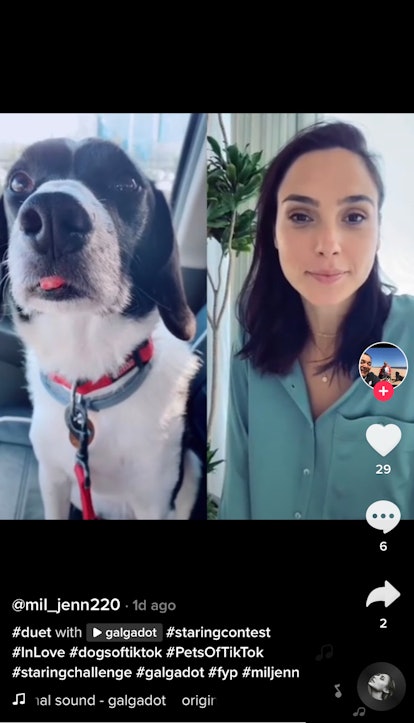 A dog does a staring contest with Gal Gadot. 