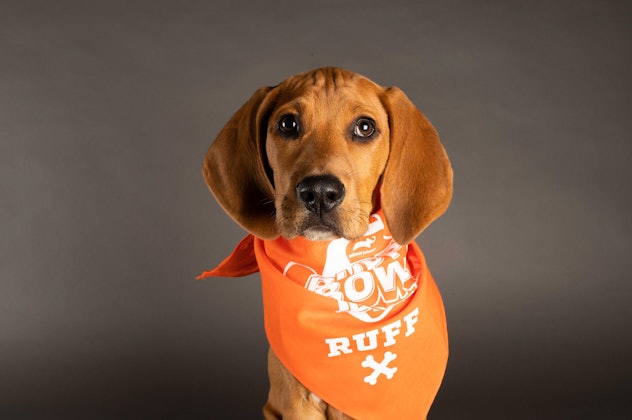 Apollo is playing for Team Ruff during the 2021 Puppy Bowl.