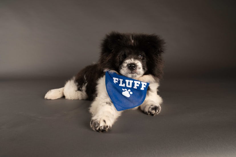 Chunky Monkey is playing for Team Fluff during the 2021 Puppy Bowl.