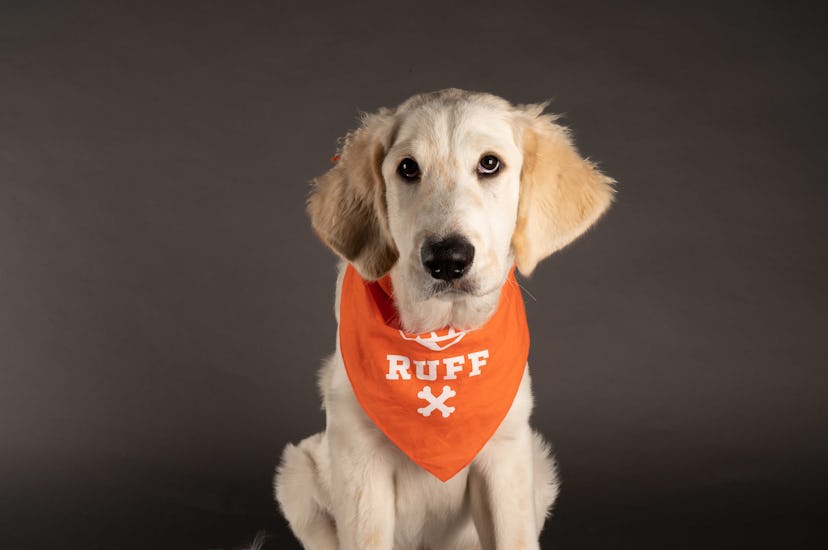 Duke is playing for Team Ruff during the 2021 Puppy Bowl.