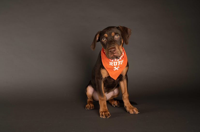 Hunter is playing for Team Ruff during the 2021 Puppy Bowl.
