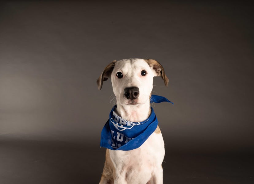 Mary Anne is playing for Team Fluff during the 2021 Puppy Bowl.