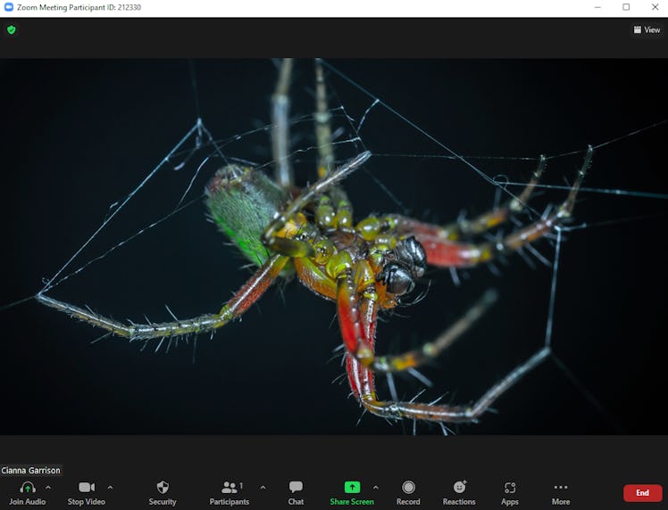 These scary Zoom backgrounds include creepy spiders.