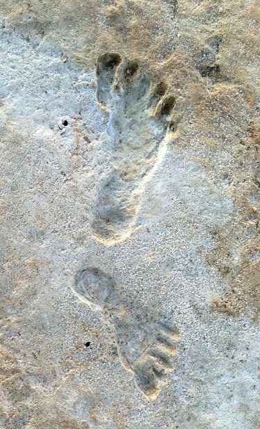 The fossil footprints.