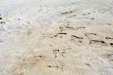 On the left, modern shoeprints; on the right, footprints millennia old.