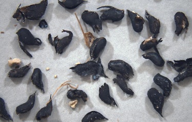 Some of the seeds that we extracted from the footprints.