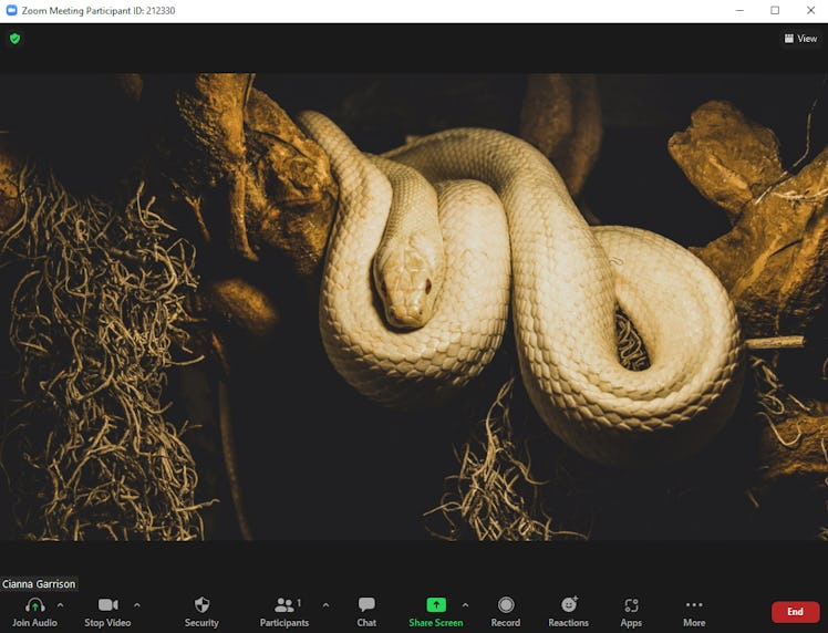 These scary Zoom backgrounds include a creepy python.