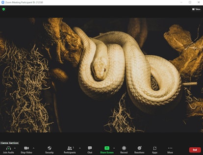 These scary Zoom backgrounds include a creepy python.