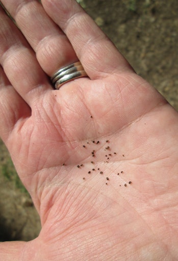 Tobacco seeds in open human palm