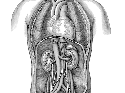 An anatomical image of a human body with the organs inside