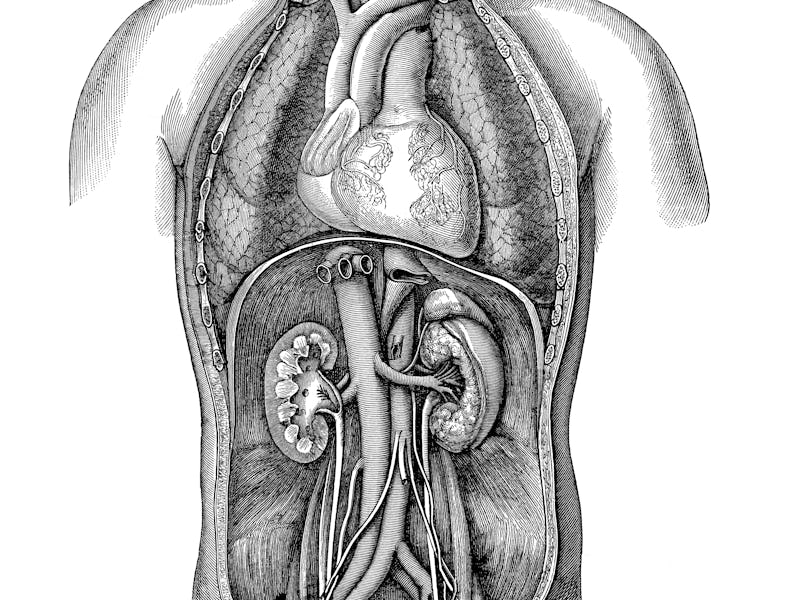 An anatomical image of a human body with the organs inside