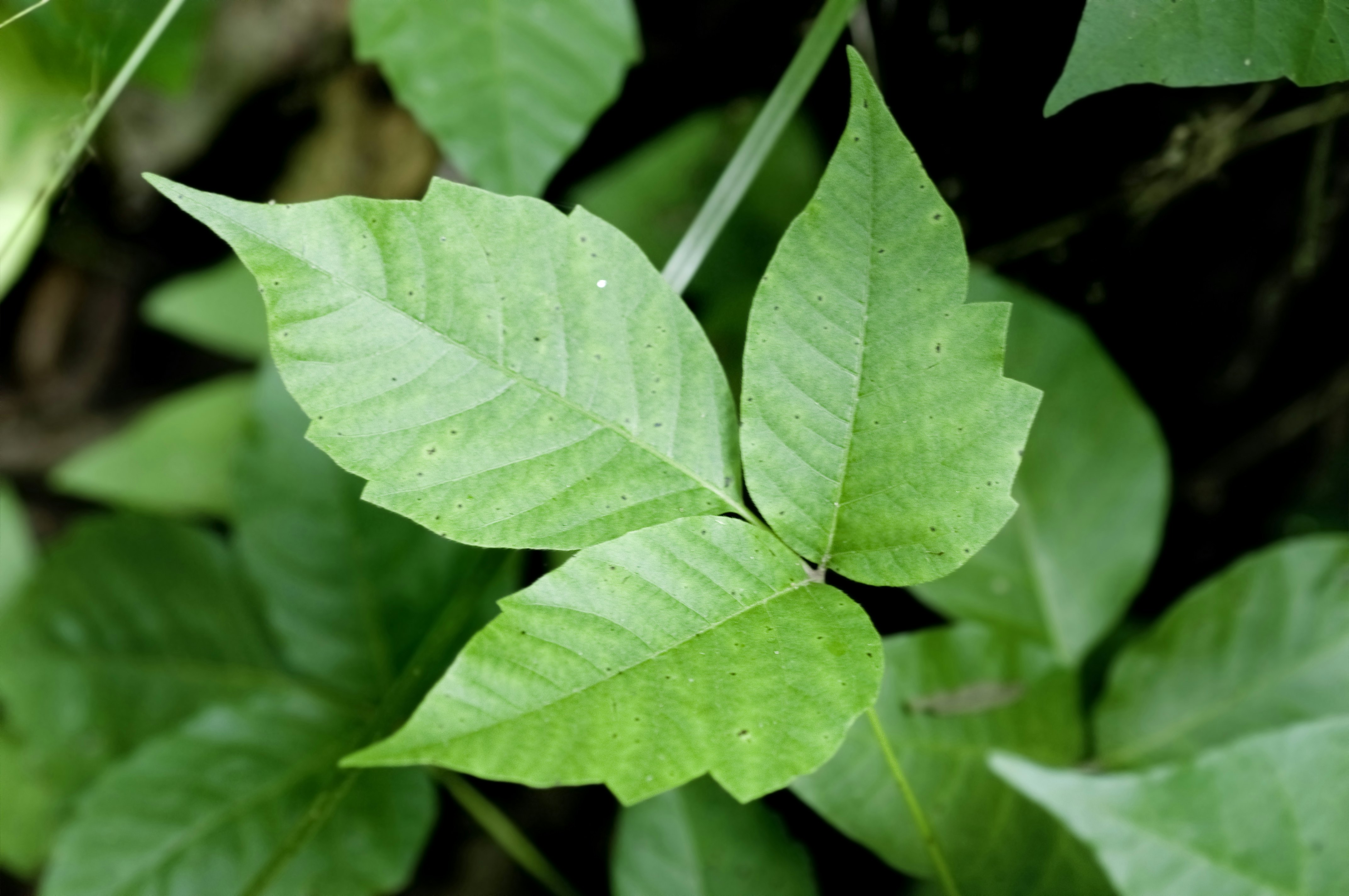 The Real Science Of Poison Ivy Reveals An Even Deadlier Real Life Villain   7fd16062 3199 4d8e Bb70 D8b1c65524ea Shutterstock 55521283 