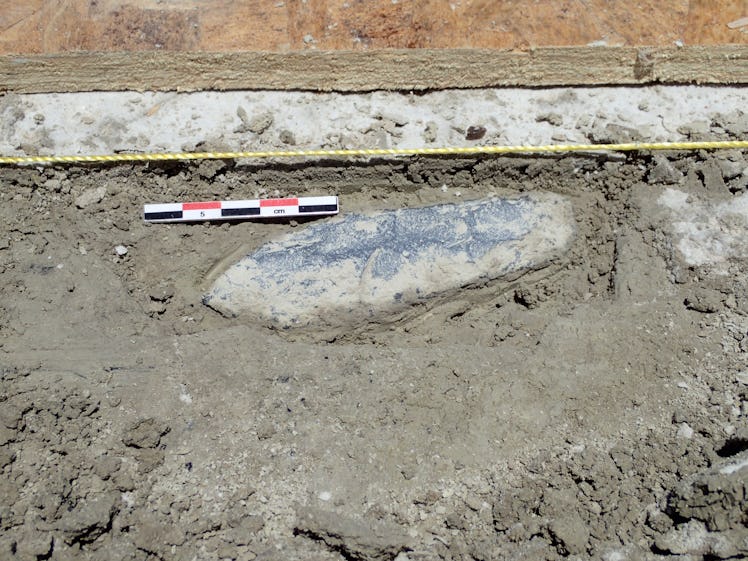 Haskett spear uncovered at Wishbone site
