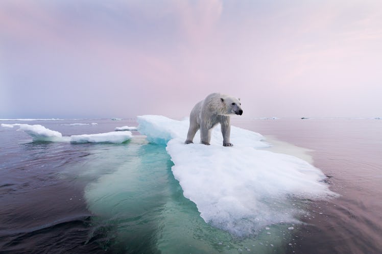 Polar bear floating on melting ice