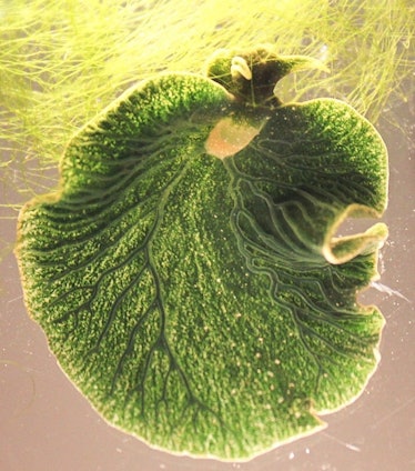 sea slug Elysia chlorotica