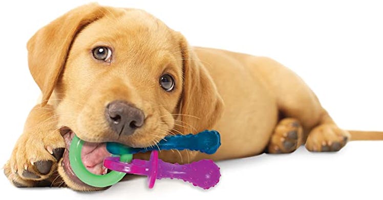 Nylabone Puppy Chew Toys 