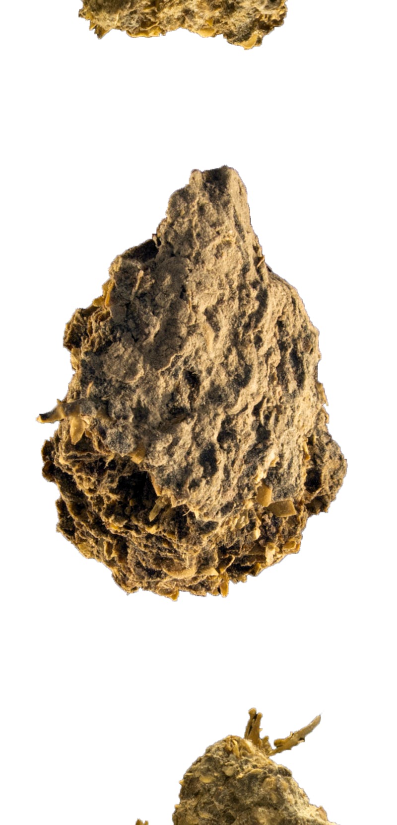 A fossilized poop