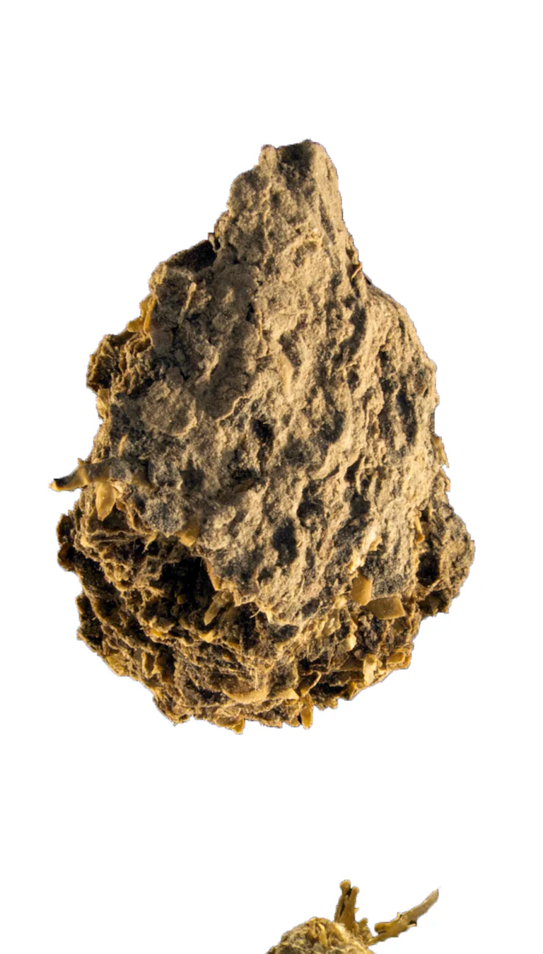 Extinct Poop Look: Ancient poop reveals 2 surprising foods in prehistoric diets