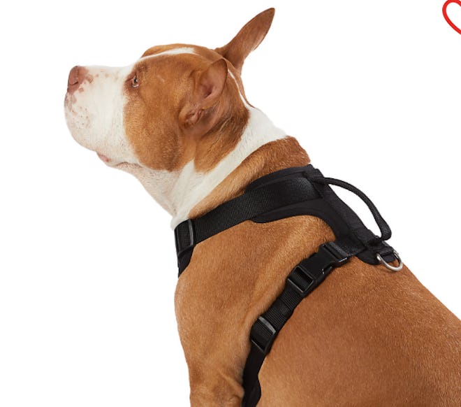 Top Paw® Neoprene Comfort Dog Harness