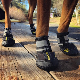 QUMY Waterproof Dog Booties (4-Pack)