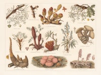 Parasitic plants