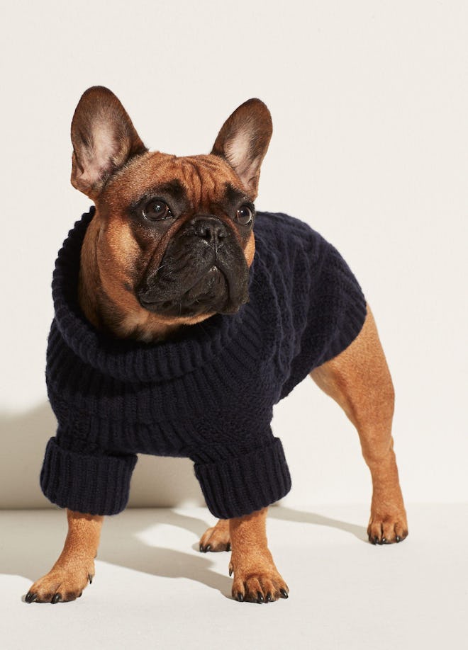 Vince Cable Knit Dog Sweater