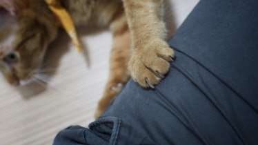 Cat kneading on human