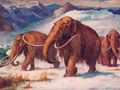 Ice Age, mammoth