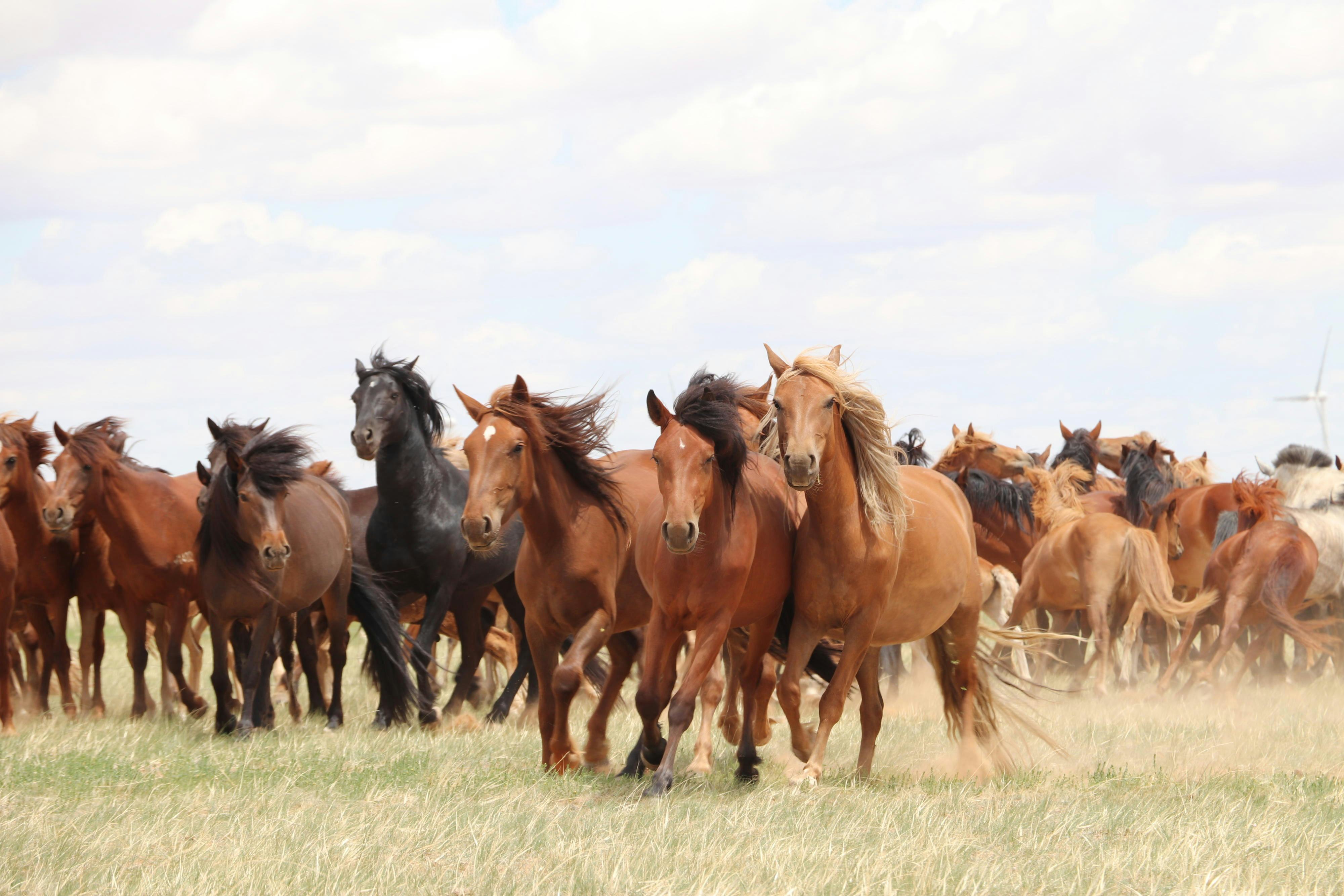 A group of horses