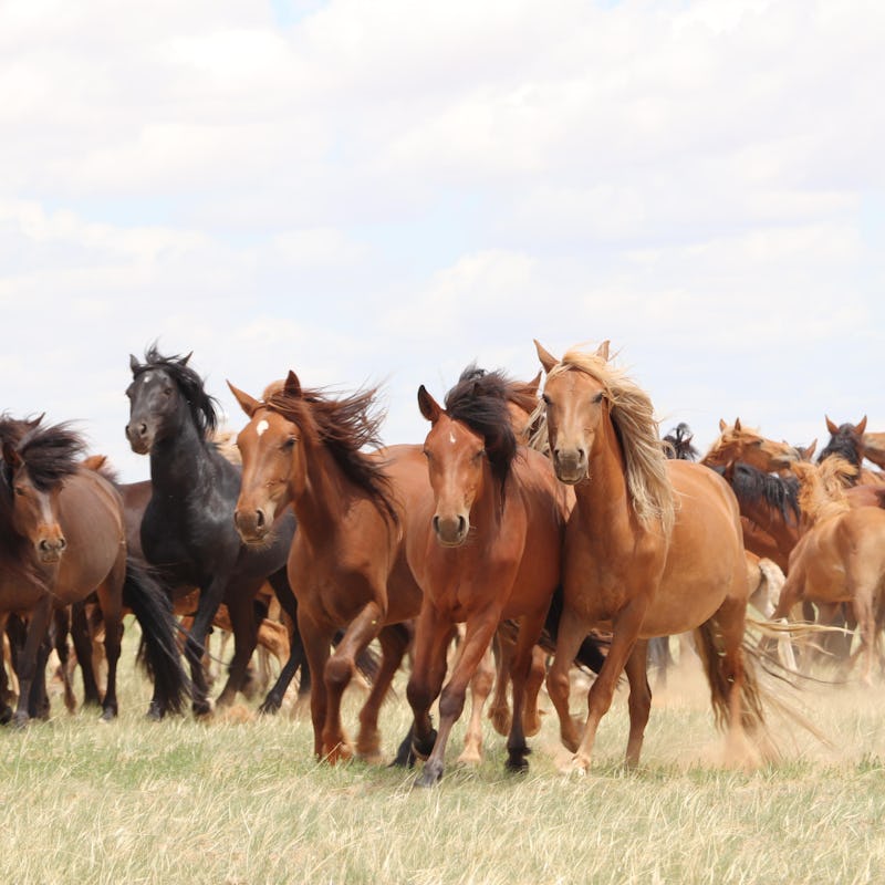 A group of horses