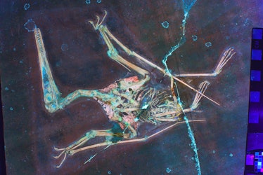 fluorescent skeleton of a pterosaur