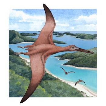 This pterosaur used a muscular wing root fairing to achieve additional flight performance benefits, ...