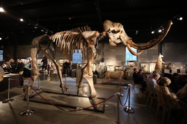 Woolly mammoth skeleton