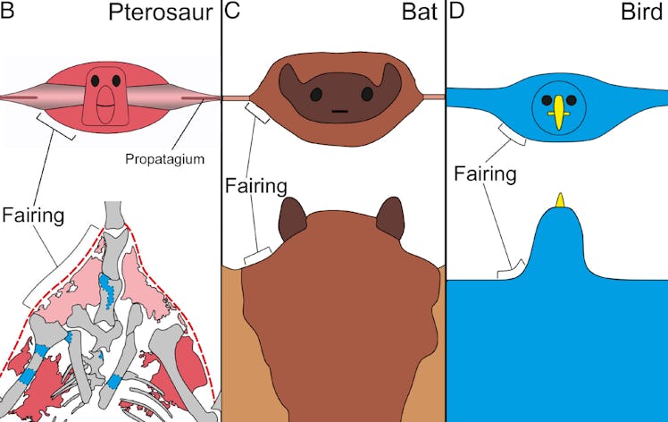 artist interpretation of a pterosaur wing compared to a bat or bird