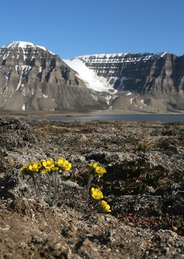 Modern Arctic plants