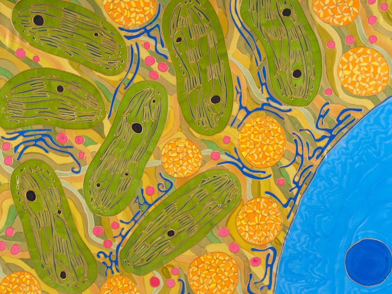 Chloroplasts in a plant cell, in this case a spinach leaf. Inside the chloroplasts, the stacks of th...