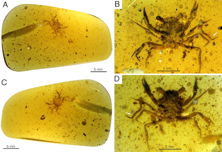 dinosaur era crab preserved in amber