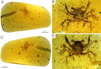 dinosaur era crab preserved in amber