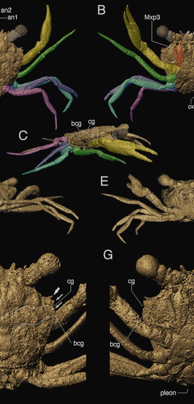 3D mesh of ancient crab fossil