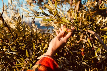 a hand caressing olives growing on a tree